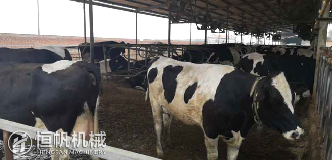 鄭州恒帆機(jī)械為溫縣客戶實(shí)地規(guī)劃年產(chǎn)三萬噸牛糞有機(jī)肥生產(chǎn)線項(xiàng)目(圖2) 牛糞有機(jī)肥生產(chǎn)